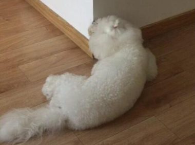狗狗每日在拆墙，仿佛和主人有仇，要让主人无家可住！