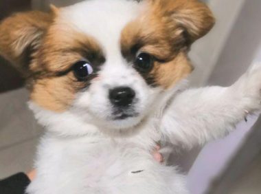 流浪犬蹲在店前等候好心人喂养，女生给点吃的后小家伙就寸步不离