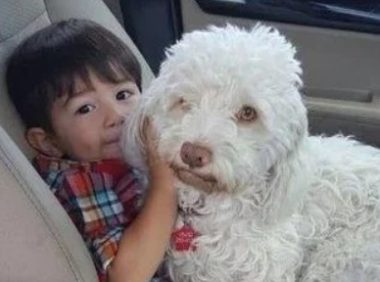 狗狗最近总疼的打滚，主人不明原因，直到安上监控