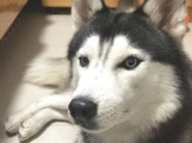 主人家遛狗方法太奇怪,哈士奇竟然那样被携带街,网友:悲催的二哈