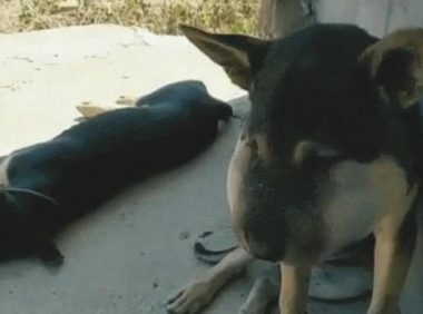 狗狗来到趟姥姥家,回家窝在墙角心情低落