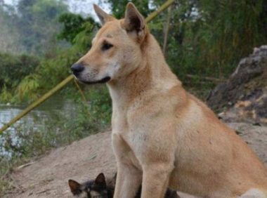 主人拿刀,架在小土狗的脖子上,狗狗的反应让主人笑喷