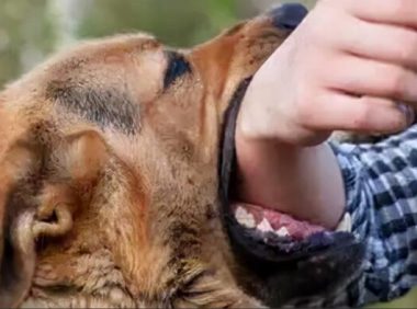 未拴绳小狗导致车祸,死者家属索赔157万⋯⋯