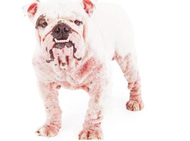 狗狗感柒皮肤疾病后,随意上打药可以了?我觉得并沒有那么简单!