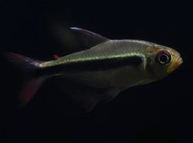 小丑短鲷身份信息