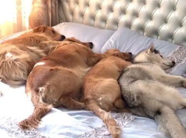 狗狗四兄弟躺在床上睡,回过头看男主角在沙发上睡,谁影响力高很显著了