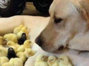 金毛小鸡 | 金毛犬和雏鸡仔 竟能如此和谐