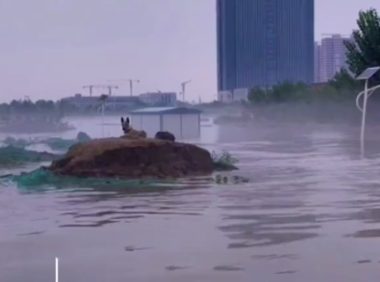 狗守在孤岛上不愿走，救援人员最后巡逻仍带不走，忠诚！