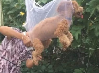 女生在屋子里入睡，听见狗狗狂叫不断，醒来后被妈妈这实际操作笑哭