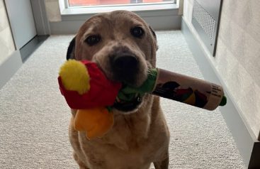 8岁狗狗被领养后，像个小孩子似的，必须叼着玩具才肯出门