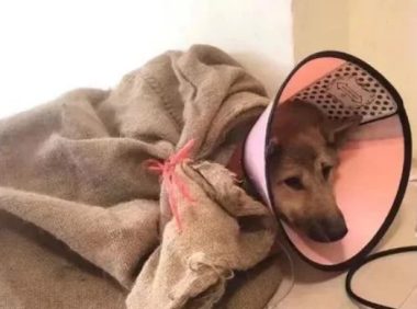 老大爷带爱犬看病，每天背着尼龙口袋去城里小土狗一样值得被爱