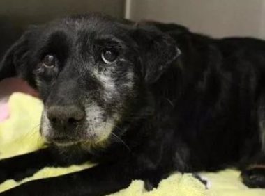 老狗被送收容所，为警局守了十年门没想到换来这样的结局！