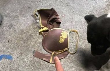 狗狗散步叼回这个 饲主看见不知怎么跟邻居解释