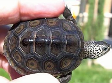 北部钻纹龟身份信息