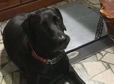 半夜狗狗吠叫，未发现异常指责它们，查看监控后才醒悟