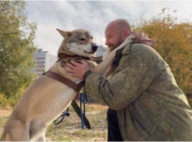 狼窝被捣留下窝小狼,领一只回家当狗养,还发掘出嗅探犬的潜质