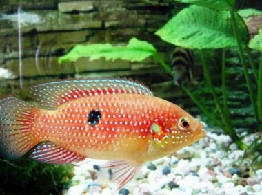 红宝石鱼身份信息