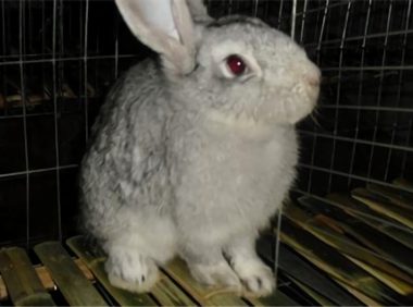 青紫蓝兔身份信息