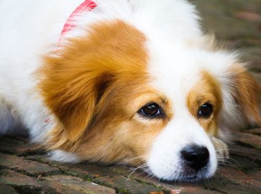 狗狗总是爱斜眼看人是什么原因?其实看完真相就会让你哭笑不得