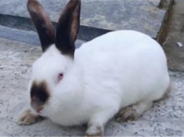 加利福尼亚兔身份信息