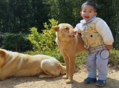 农村大爷收养的田园犬，从不吃狗粮，竟胖成一只猪