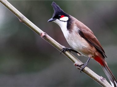 红耳鹎身份信息