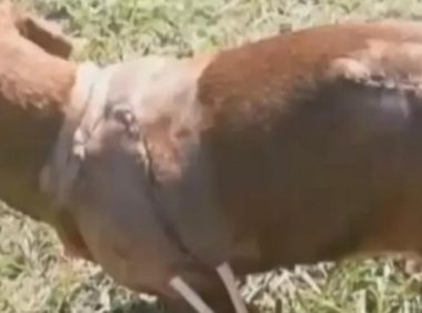 腊肠犬义无反顾与黑熊搏杀，主人因而得救，小狗却身负受伤