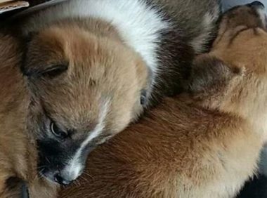 马路边捡到窝刚断奶的流浪犬，小狗们冻得瑟瑟发抖，一脸手足无措