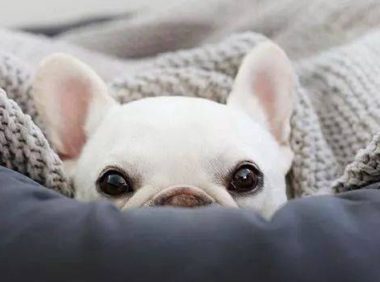 山西女子强行带宠物上公交,称狗比人值钱,司机劝阻反遭辱骂