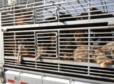 【咬了4个人!昭通巧家县对县城区流浪犬只进行重点整治】