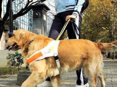 服务犬远不止导盲犬一种，甚至种类繁多