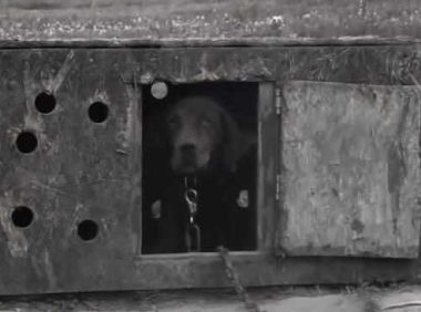 主人离世被遗弃的狗狗找到新家后不断的撒娇卖萌