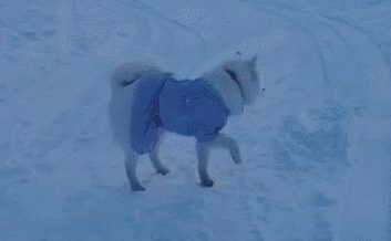 当南方的狗去了北方,实在受不了啦,还是回家好!