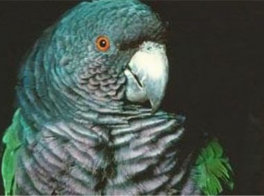 帝王亚马逊鹦鹉身份信息