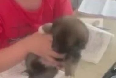 小学生带狗狗上课被人民日报点名,网友:真相太暖啦!