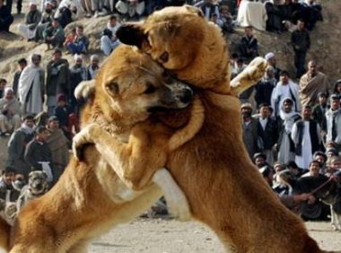 放任大狗咬死小狗 幸亏主人即使出现