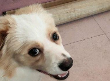 流浪狗自身跟男孩儿回了家，看它恋恋不舍的模样，这一下不忍心了