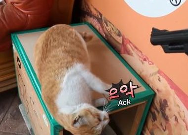 猫咪被当狗狗训练，学会听指令装死