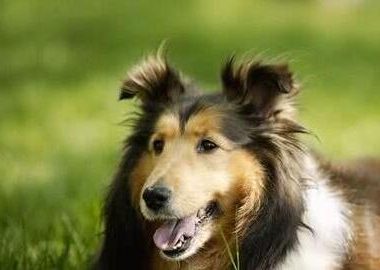 长毛犬要如何过夏季？不必剃光！只需做好这3点，凉爽一夏天！