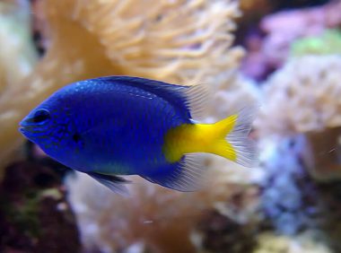 黄尾蓝魔鬼身份信息