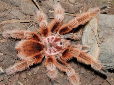 红玫瑰蜘蛛身份信息