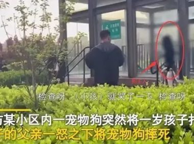 幼子被狗扑倒父亲当众将狗摔死,是护子心切还是行为过激?