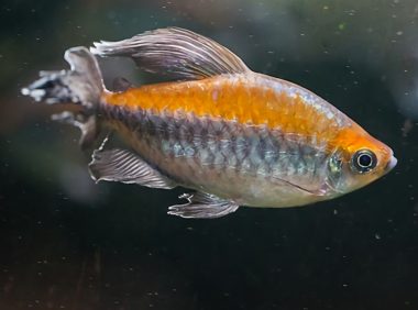 刚果扯旗鱼身份信息