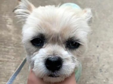 蓬头垢面的流浪狗,为求收留追人4公里,带回家后颜值逆袭