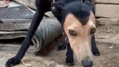 这黑身黄脸的狗，不需就是说狗狗版“人老珠黄”