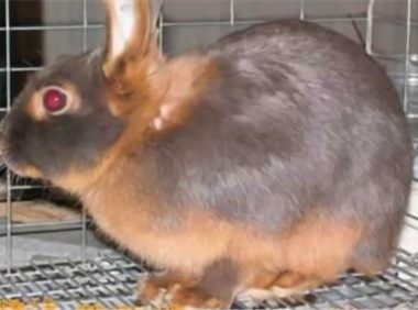 美国黄褐色家兔身份信息