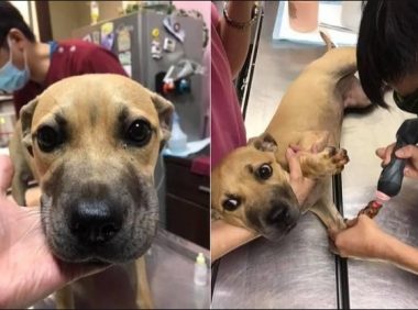 小狗被主人开车拖到山上丢弃，指甲都磨掉了，它还追上去想回家