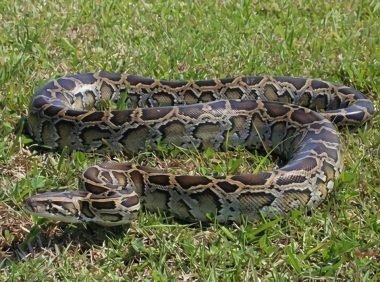 缅甸蟒身份信息