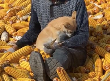 爷爷在忙着剥玉米，狗狗却坐在他怀里撒娇：我才是爷爷的小宝贝！