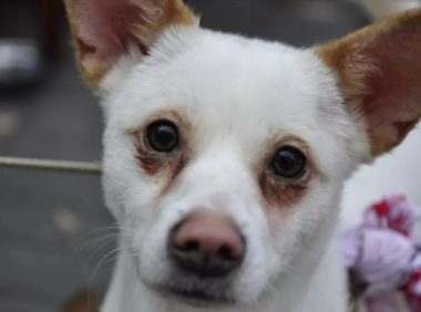 白色狗狗遭受车祸事故,黑板恋恋不舍守在生活中,打动